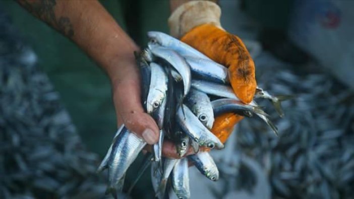 Resmi Gazete'de yayımlandı! 3 balık türünde dökme avcılık yasaklandı