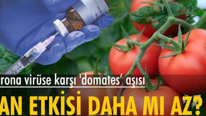 Özbekistan'da korona virüse karşı 'domates' aşısı geliştirildi
