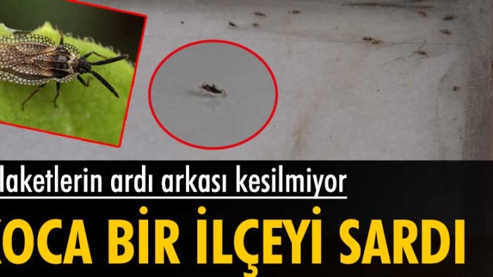 Felaketlerin ardı arkası kesilmiyor! İstanbul Sultangazi ilçesini 'dantel böceği' sardı