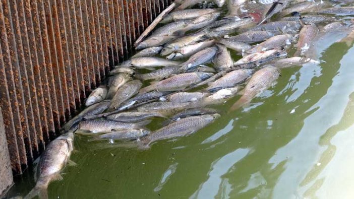 Koçköprü Baraj Gölü'ndeki balık ölümlerinin nedeni belli oldu