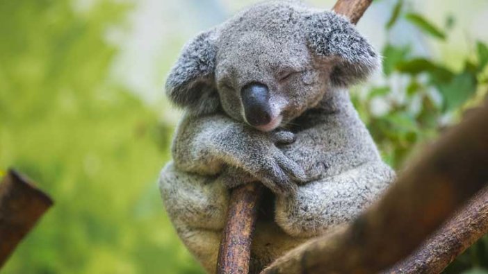 Avustralya’da koala popülasyonunun üçte biri yok oldu!