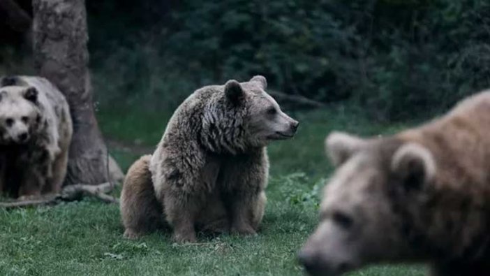 Japonya’da şehre inen ayılara karşı ilginç yöntem