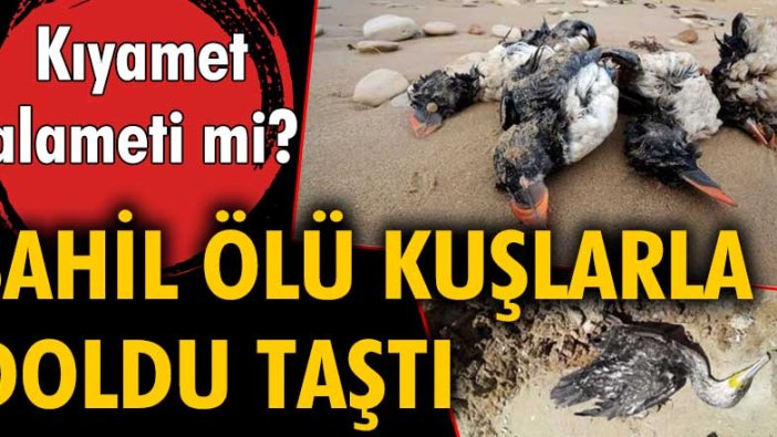 Rusya'nın Karadeniz sahili ölü kuşlarla doldu taştı