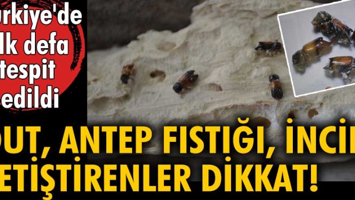 Türkiye'de ilk defa tespit edildi! Dut, Antep Fıstığı, incir yetiştirenler dikkat!