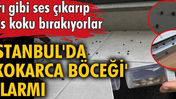 İstanbul'da 'kokarca böceği' alarmı