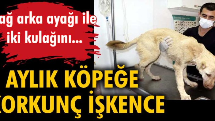 Gaziantep'te 6 aylık köpeğin sağ arka ayağı ile kulakları bıçakla kesildi