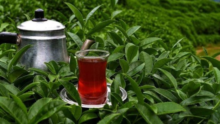 Çay tiryakilerini üzecek haber...Rize çayı diye içtiğimiz şey aslında...