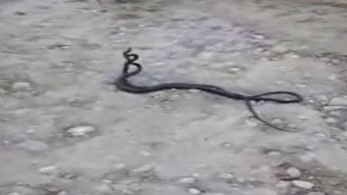 Malatya'da görüntülenen yılanların dansı izleyenleri hayrete düşürdü