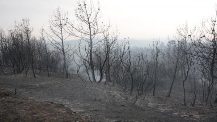 Gelibolu'daki yangına havadan müdahale yeniden başladı