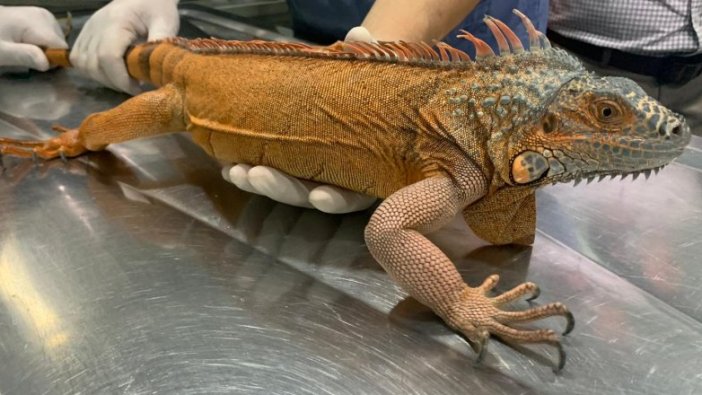 Üsküdar'da gezerken bulundu: 125 santimetre uzunluğunda iguana