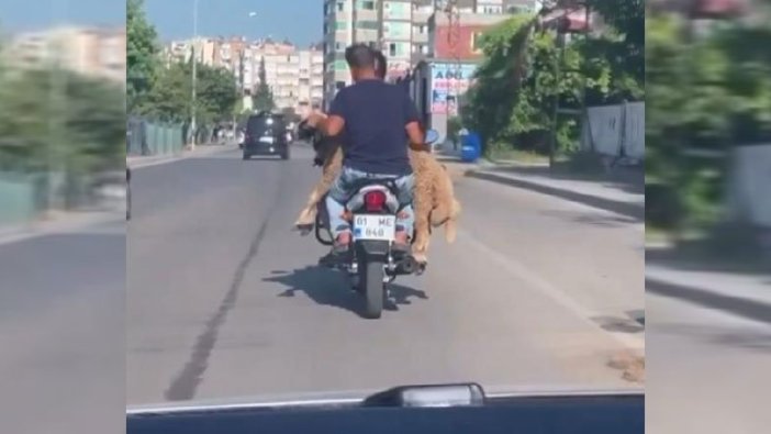 Kurbanlık hayvanı motosikletle taşıdılar