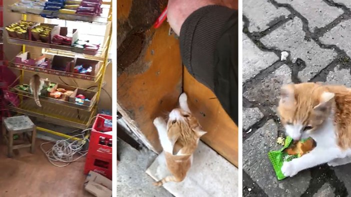 Böyle bir kedi sadece Türkiye'de olur! Her sabah markete girip bir tek onu yiyor