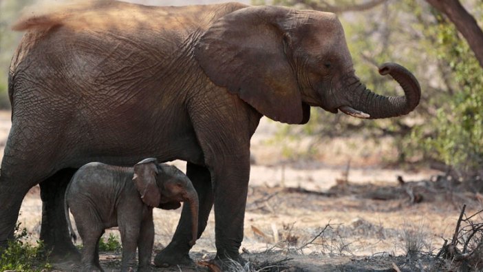 500'den fazla fili öldüren kişiye 30 yıl hapis cezası
