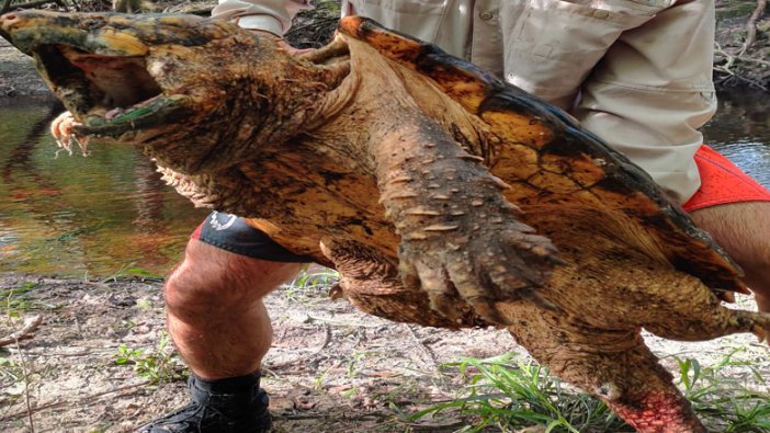 Dünyanın en büyük kaplumbağası yakalandı